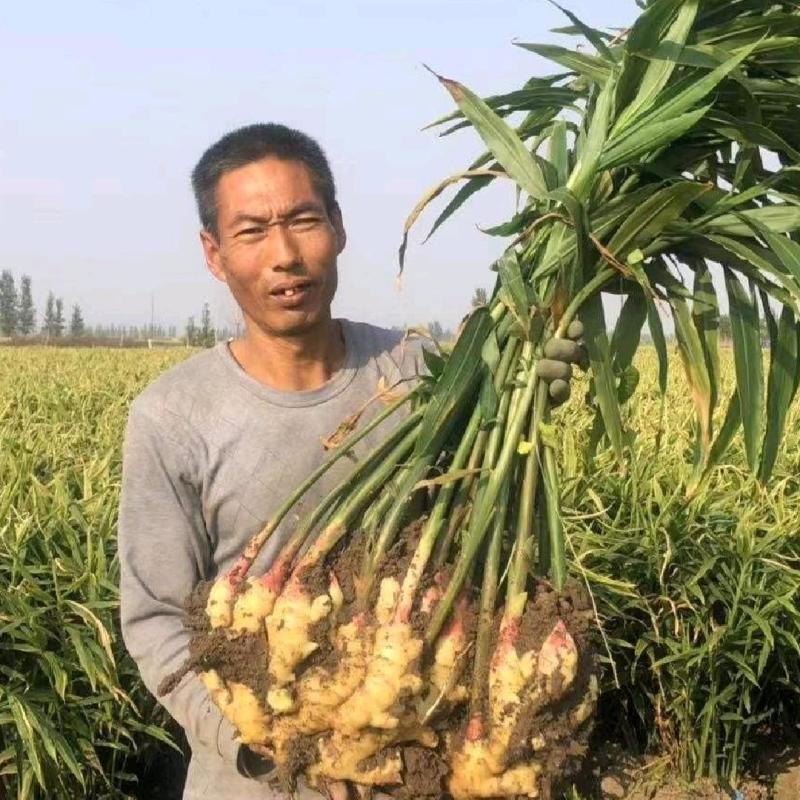 鲜姜新姜低头代存入库，带储存入山洞，保证质量，价格便宜