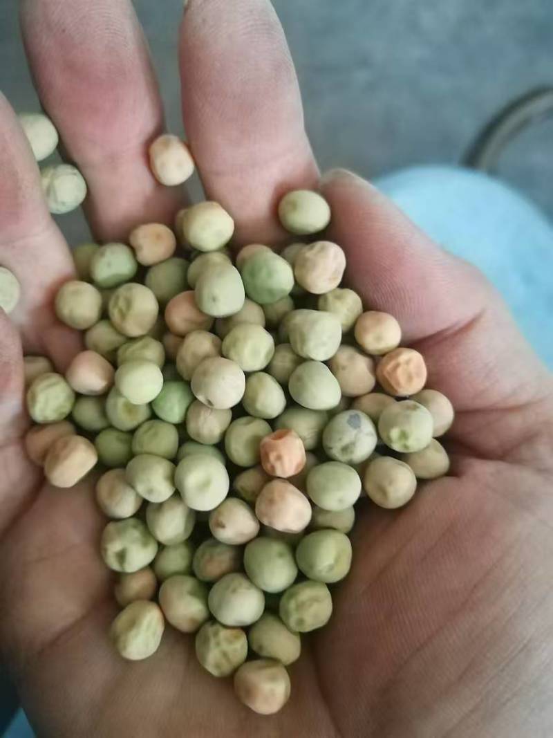 红花604可水培可土培欢迎来电咨询价格可谈