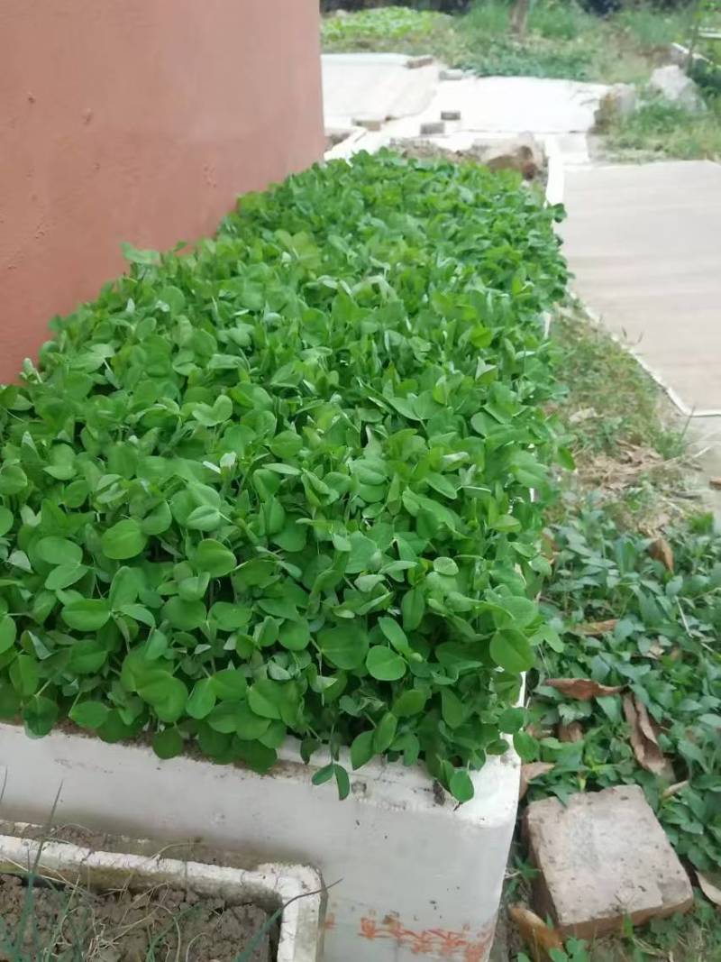 红花604可水培可土培欢迎来电咨询价格可谈