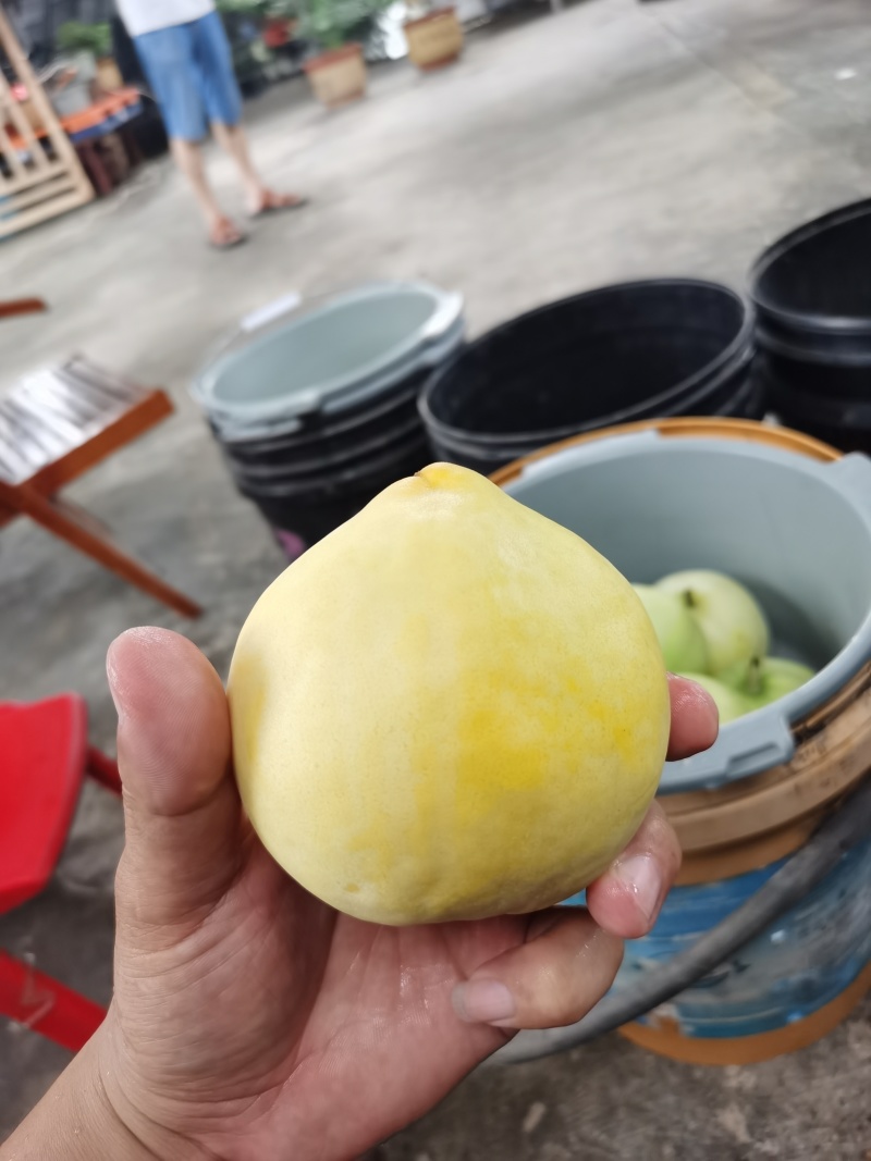黄金蜜系列黄桃货源充足黄金蜜四号三号二号一号套袋果货源足