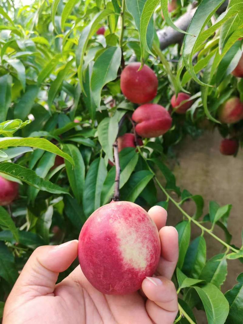 纯甜红芙蓉油桃陕西红芙蓉油桃批发优质油桃红芙蓉基地