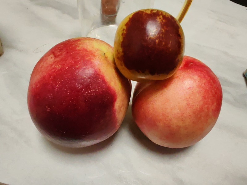 优质纯甜红芙蓉油桃红芙蓉油桃批发诚信经营