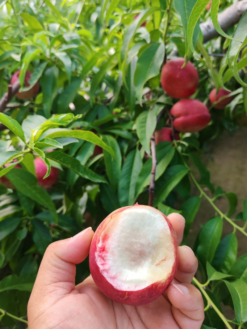 优质纯甜红芙蓉油桃红芙蓉油桃批发诚信经营