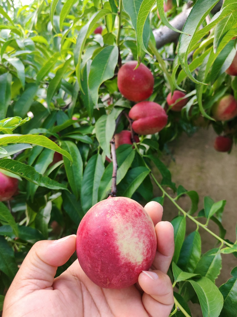 优质纯甜红芙蓉油桃红芙蓉油桃批发诚信经营
