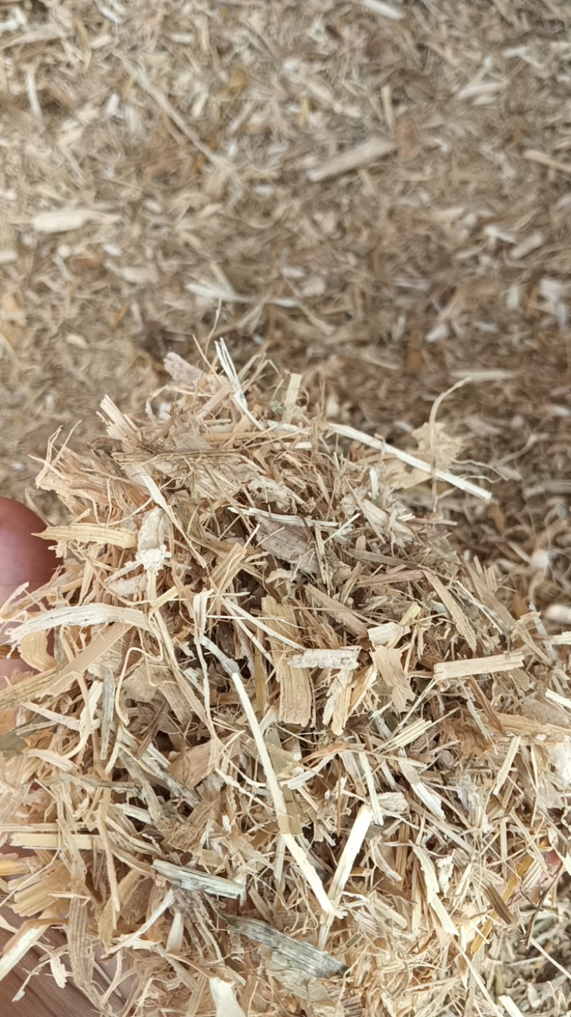 【优选】干玉米秸秆草料，河北灵寿大量现货供应，欢迎来电订购