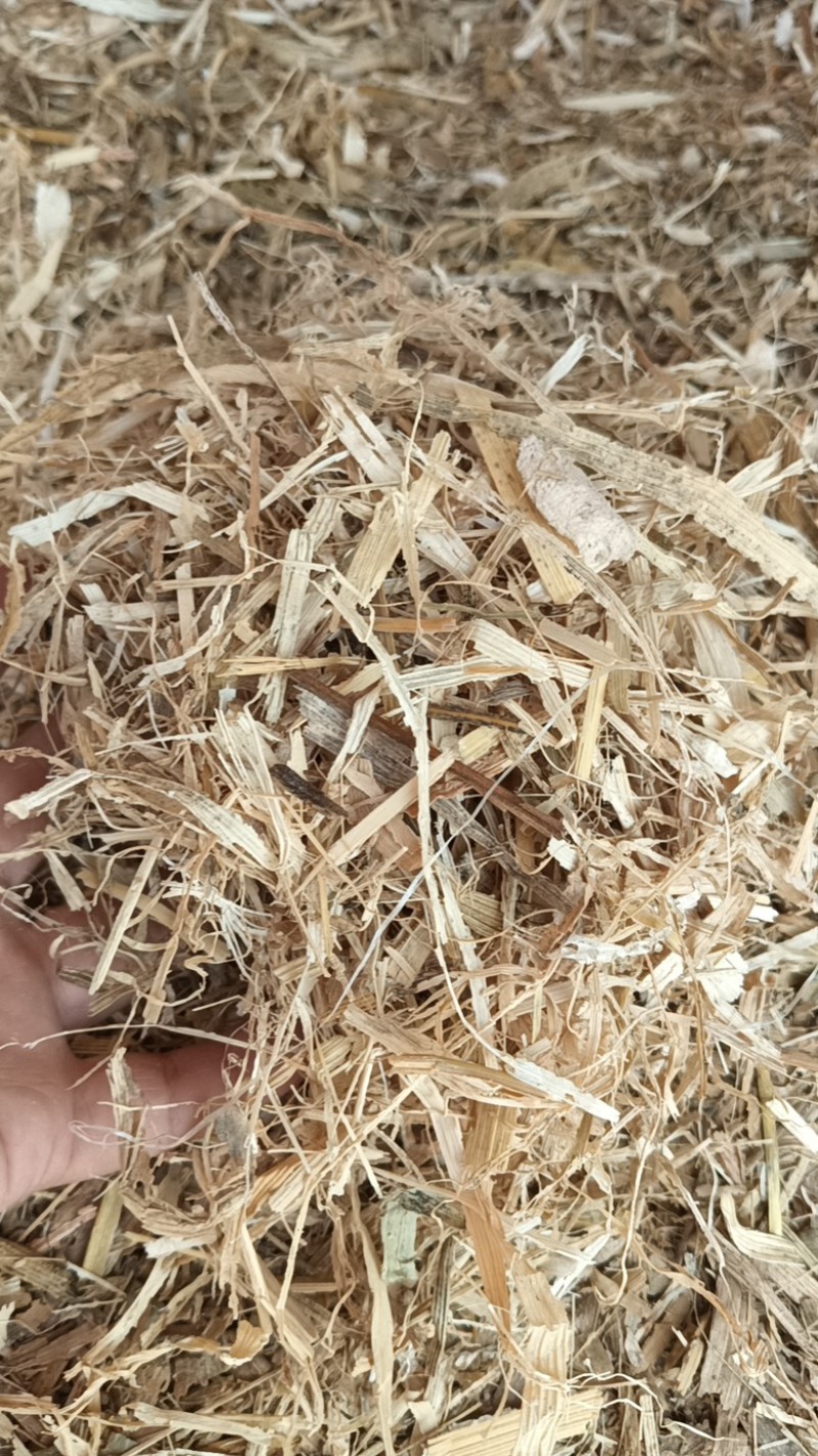 【优选】干玉米秸秆草料，河北灵寿大量现货供应，欢迎来电订购
