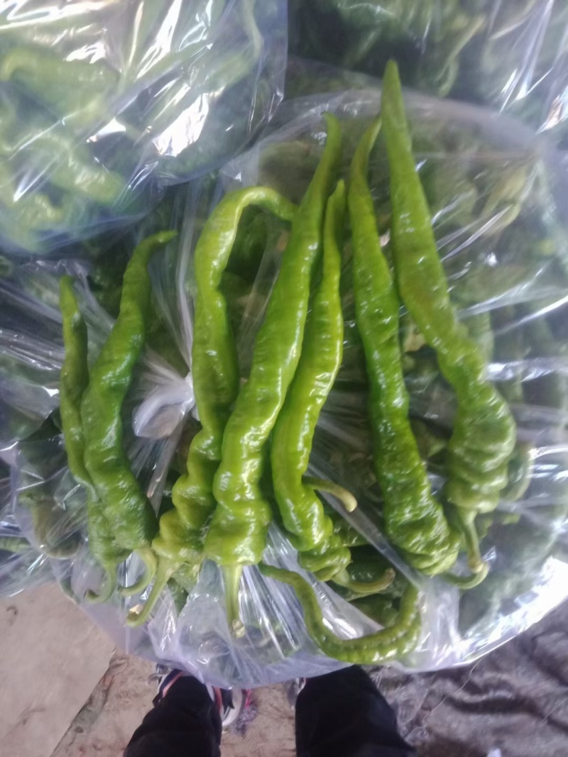 甘肃定西-螺丝椒-绿绿的-精品货