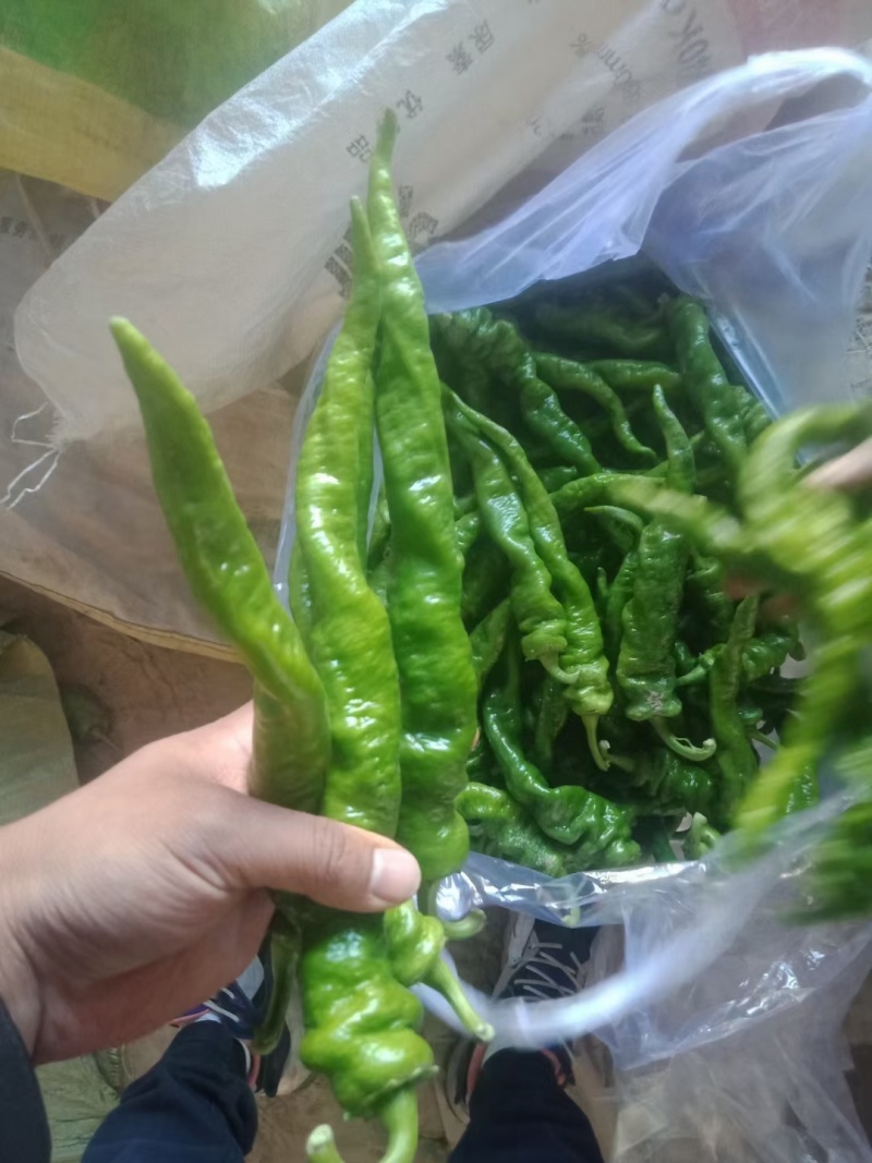 甘肃定西-螺丝椒-绿绿的-精品货