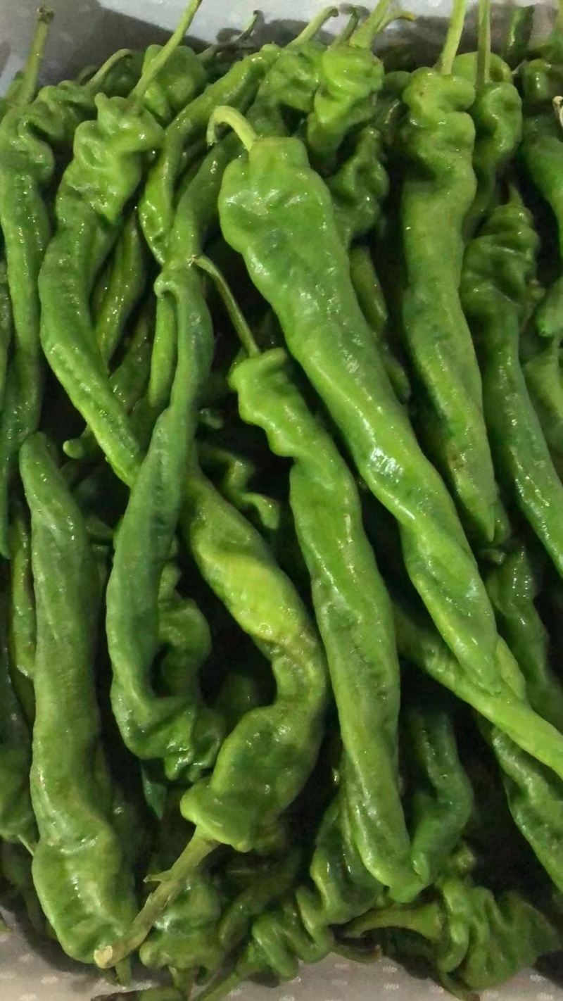 甘肃定西-螺丝椒-绿绿的-精品货