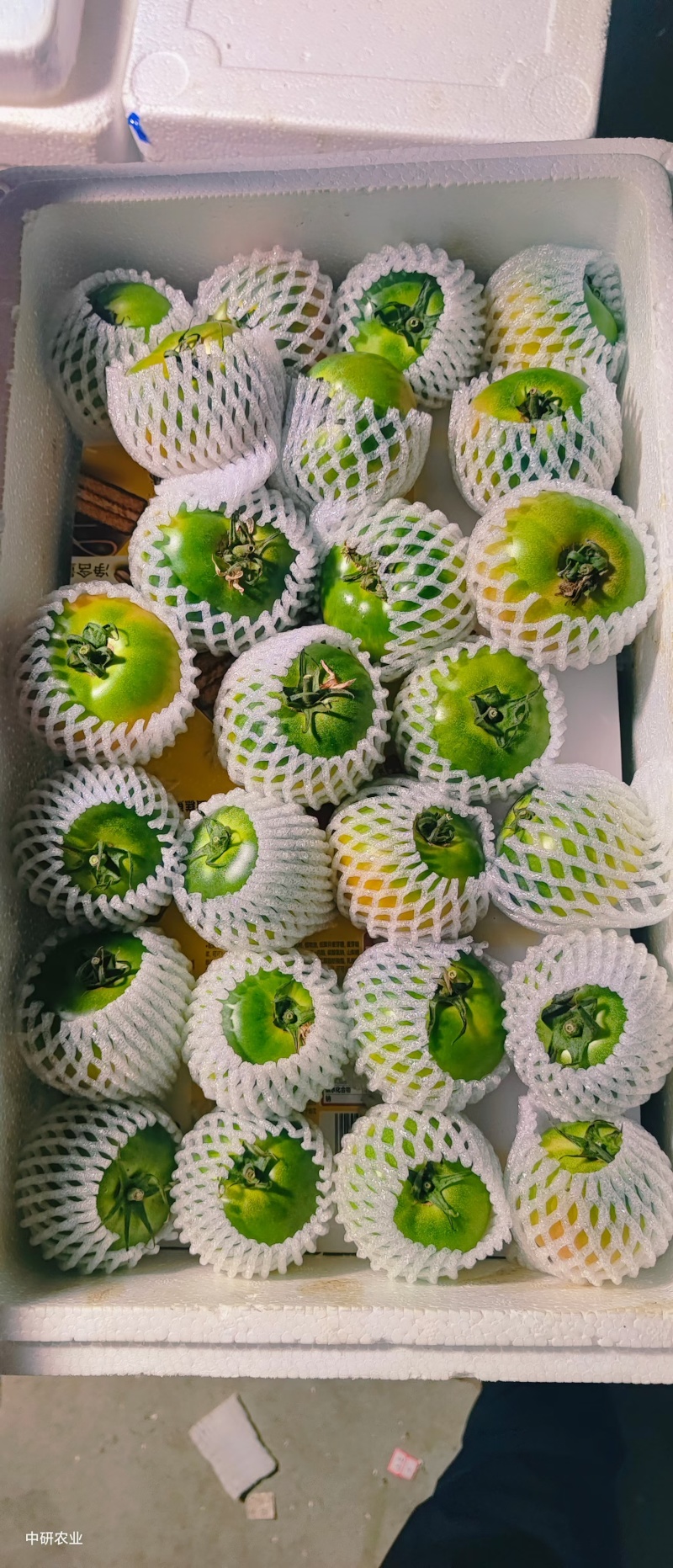 草莓番茄，可常年与供应链合作，全国代办