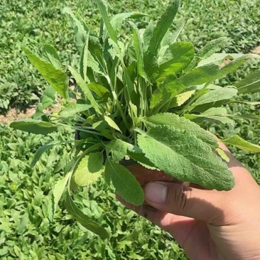 地被鼠尾草，多年生宿根地被花草，耐旱耐寒，成活率高，