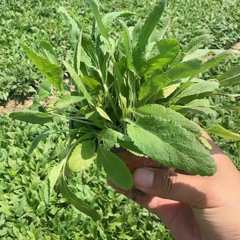 地被鼠尾草，多年生宿根地被花草，耐旱耐寒，成活率高，