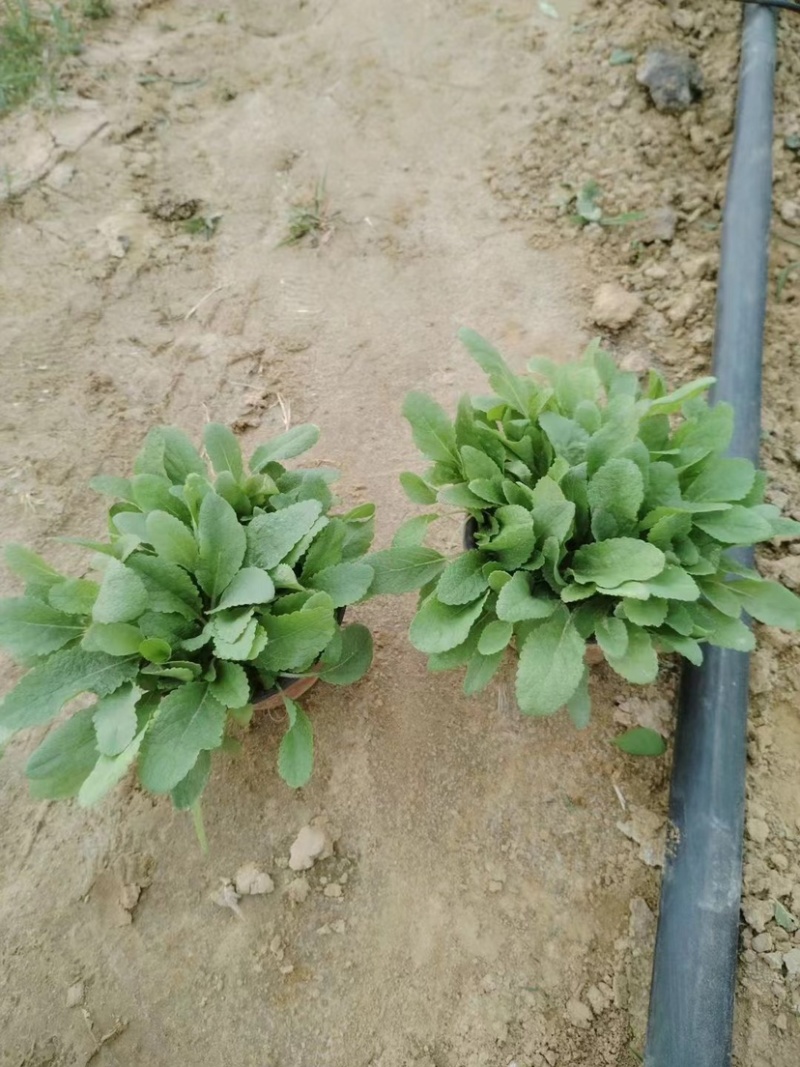 地被鼠尾草，多年生宿根地被花草，耐旱耐寒，成活率高，