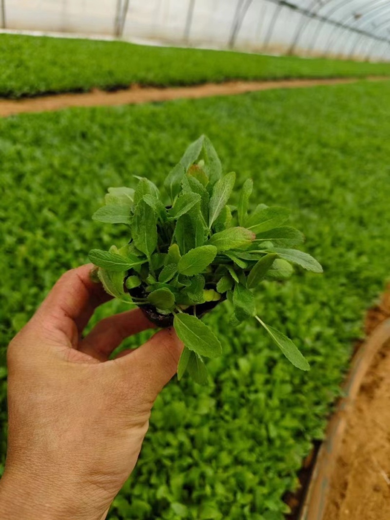 地被鼠尾草，多年生宿根地被花草，耐旱耐寒，成活率高，