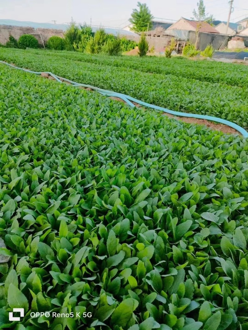 地被鼠尾草，多年生宿根地被花草，耐旱耐寒，成活率高，