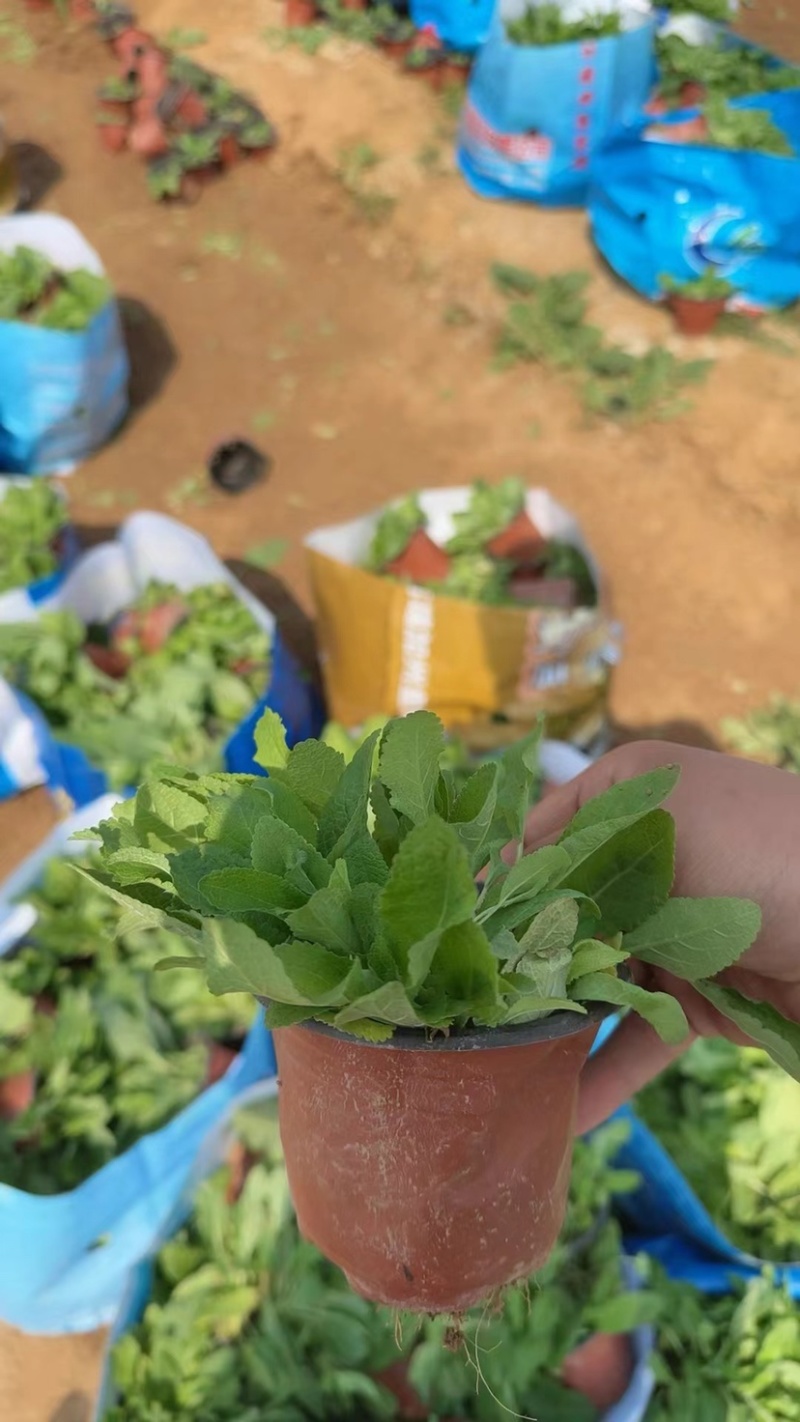 地被鼠尾草，多年生宿根地被花草，耐旱耐寒，成活率高，