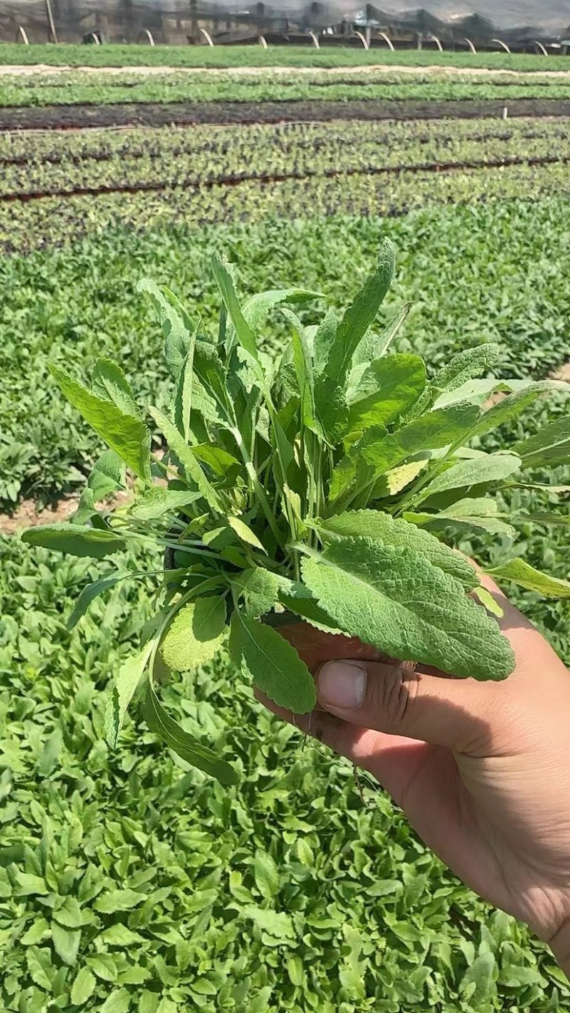 地被鼠尾草，多年生宿根地被花草，耐旱耐寒，成活率高，