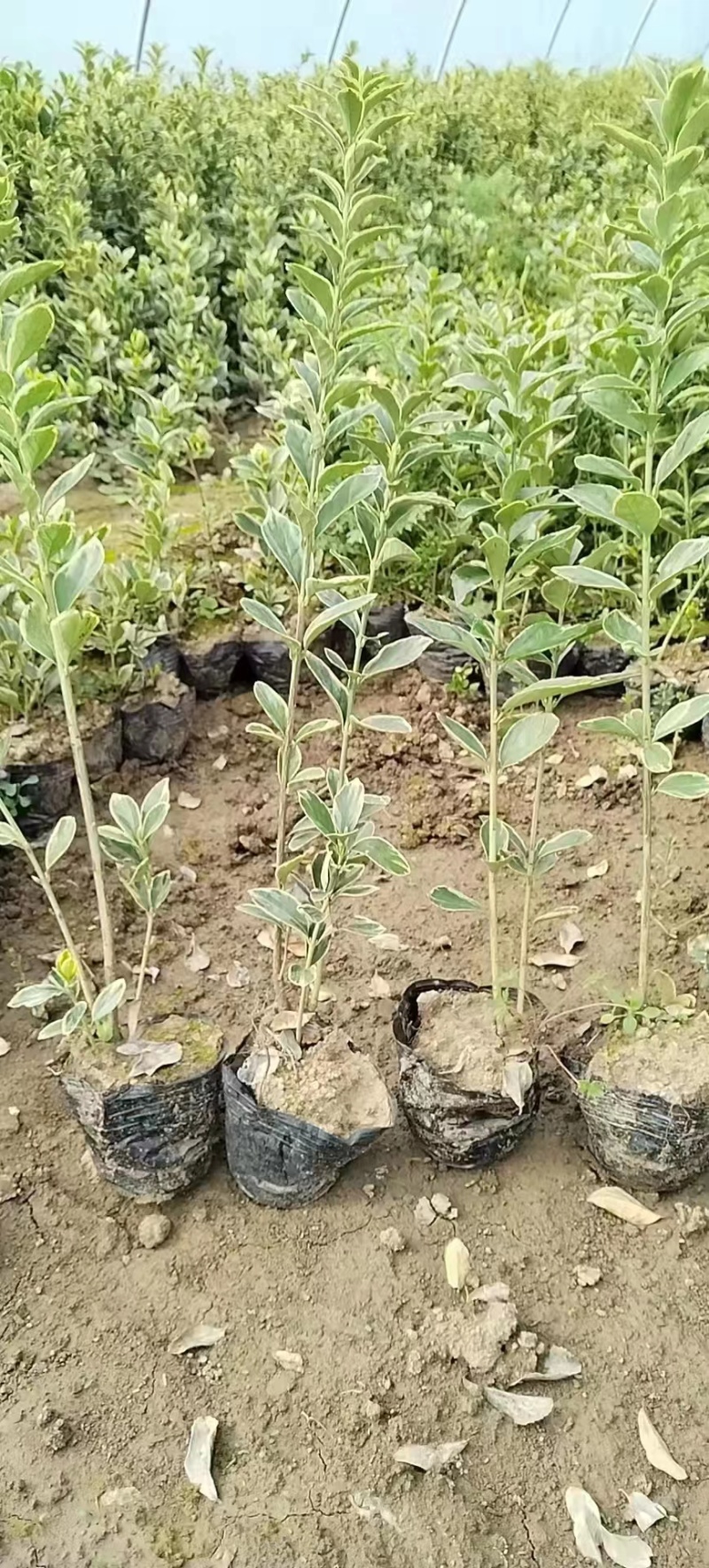 金边黄杨杯苗