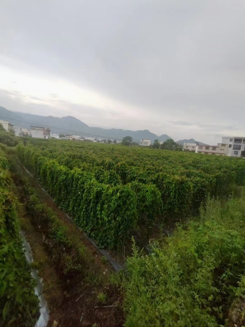 热销赣南紫山药江西脚板薯蔬菜富硒紫玉淮山药批发支持代办