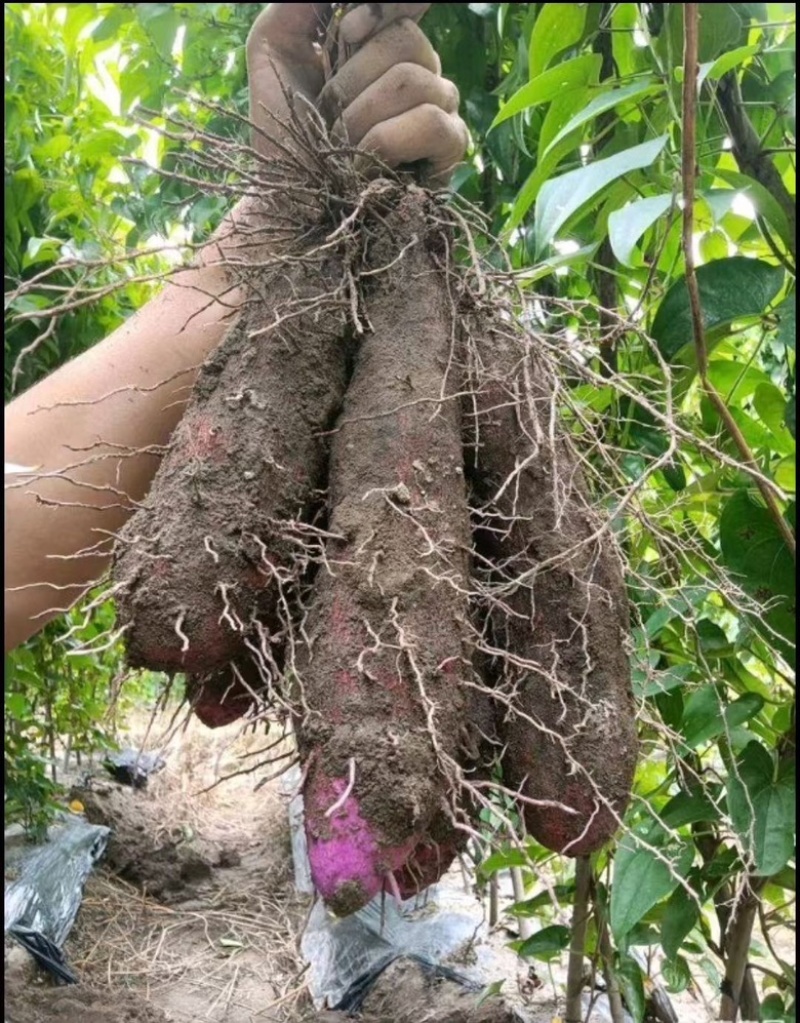 热销赣南紫山药江西脚板薯蔬菜富硒紫玉淮山药批发支持代办