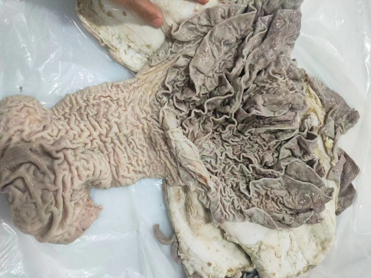 一幅简化的消化系统剖面图,显示食道、胃、小肠结构,箭头标注脆柿与巧克力进入胃部后的混合状态,旁边配有分子结构式:左侧为单宁分子模型,右侧为可可碱分子模型,中间无化学反应符号连接,表示无毒性产物生成 人体消化系统中食物相互作用示意图