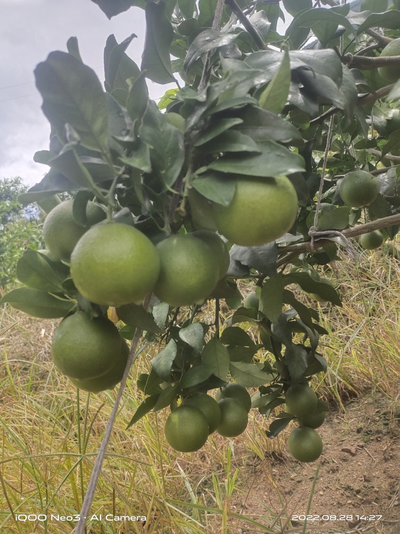 锦蜜冰糖橙