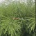 安徽国豪油菜种子徽豪油5号油菜种子出油量高矮杆油菜籽耐寒