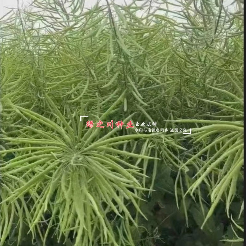 安徽国豪油菜种子徽豪油5号油菜种子出油量高矮杆油菜籽耐寒