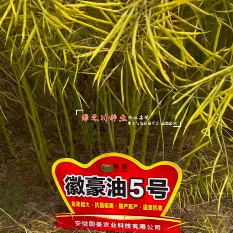 安徽国豪油菜种子徽豪油5号油菜种子出油量高矮杆油菜籽耐寒