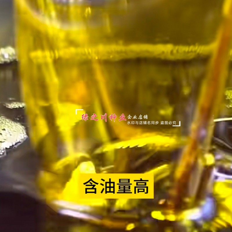 安徽国豪油菜种子徽豪油5号油菜种子出油量高矮杆油菜籽耐寒