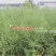 安徽国豪油菜种子徽豪油5号油菜种子出油量高矮杆油菜籽耐寒