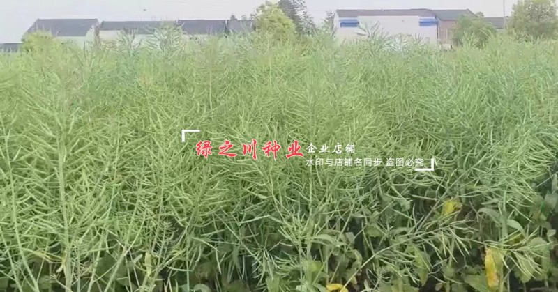 安徽国豪油菜种子徽豪油5号油菜种子出油量高矮杆油菜籽耐寒