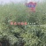 安徽国豪油菜种子徽豪油5号油菜种子出油量高矮杆油菜籽耐寒