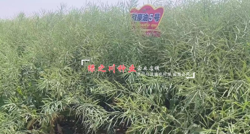 安徽国豪油菜种子徽豪油5号油菜种子出油量高矮杆油菜籽耐寒