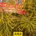 安徽国豪油菜种子徽豪油5号油菜种子出油量高矮杆油菜籽耐寒