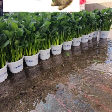 特级水葫芦，凤眼蓝，水芙蓉