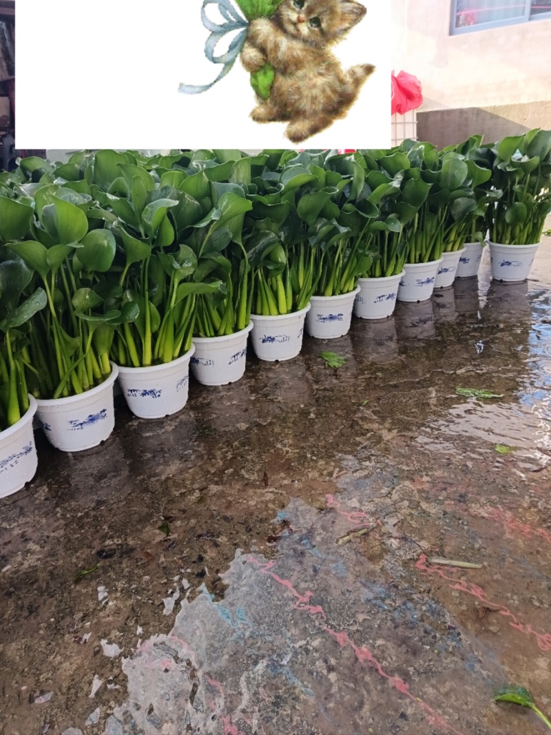 特级水葫芦，凤眼蓝，水芙蓉
