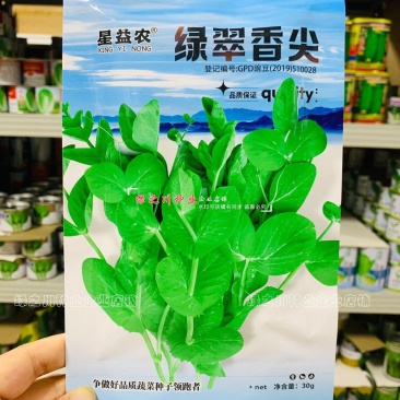 绿翠香尖豌豆苗种子苗芽菜种籽豌豆尖种子阳台盆栽大田秋季