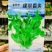 绿翠香尖豌豆苗种子苗芽菜种籽豌豆尖种子阳台盆栽大田秋季