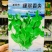 绿翠香尖豌豆苗种子苗芽菜种籽豌豆尖种子阳台盆栽大田秋季