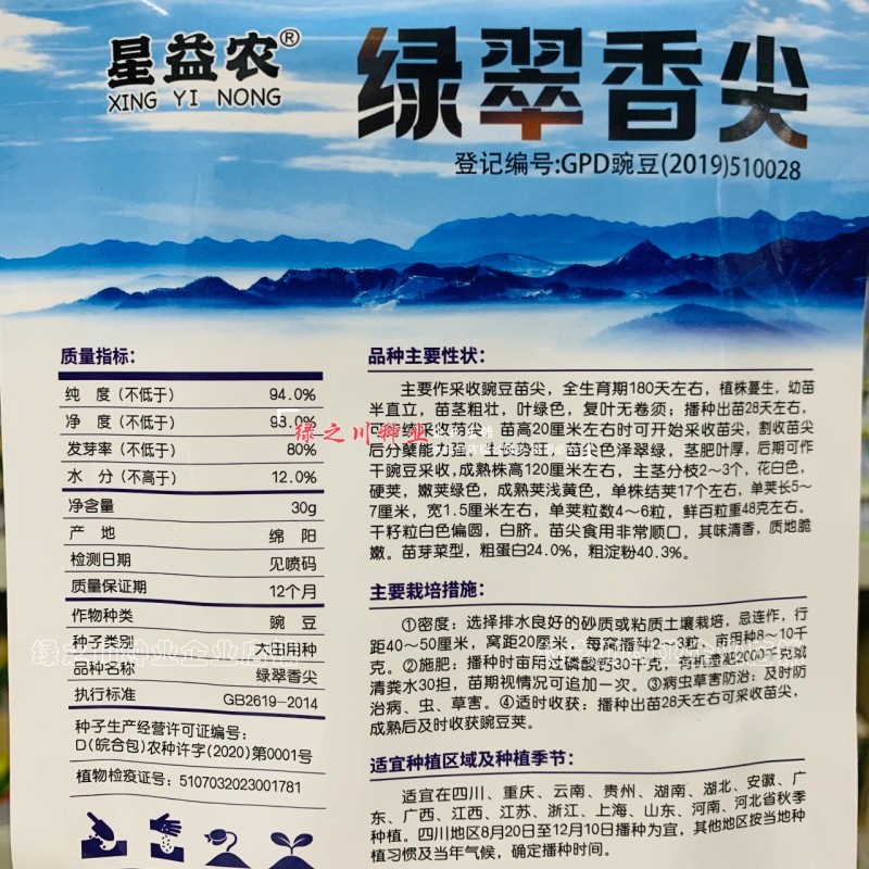 绿翠香尖豌豆苗种子苗芽菜种籽豌豆尖种子阳台盆栽大田秋季