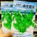 绿翠香尖豌豆苗种子苗芽菜种籽豌豆尖种子阳台盆栽大田秋季