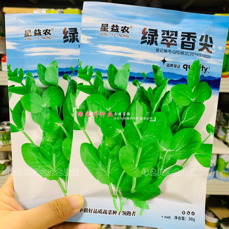 绿翠香尖豌豆苗种子苗芽菜种籽豌豆尖种子阳台盆栽大田秋季