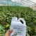 微生物生根剂50亿EM活菌浓缩液生根抗重茬抗病抗逆