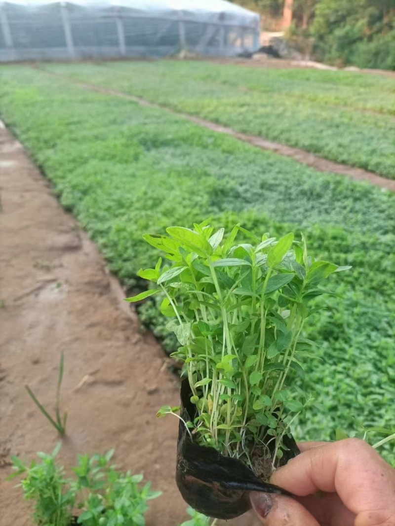 千屈菜，多年生宿根地被草花，可陆地可水生，耐干旱耐运输