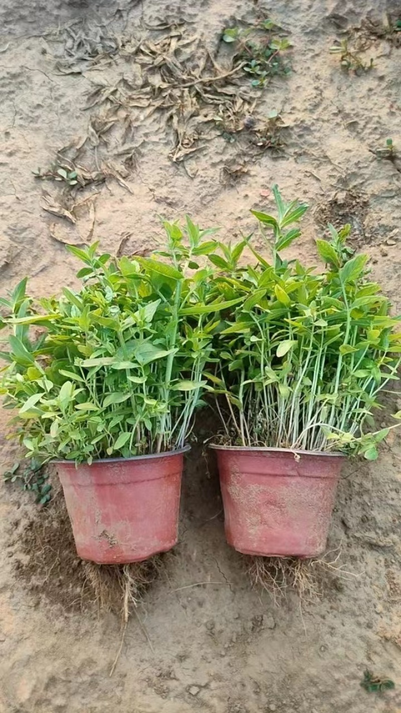千屈菜，多年生宿根地被草花，可陆地可水生，耐干旱耐运输