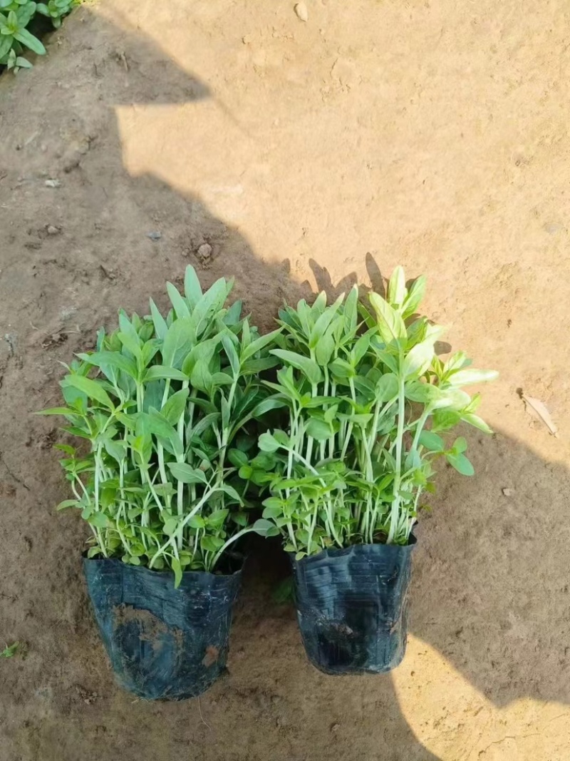 千屈菜，多年生宿根地被草花，可陆地可水生，耐干旱耐运输