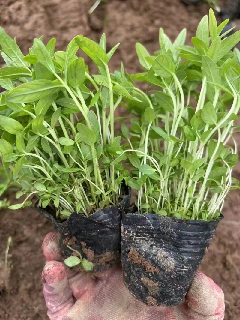 千屈菜，多年生宿根地被草花，可陆地可水生，耐干旱耐运输