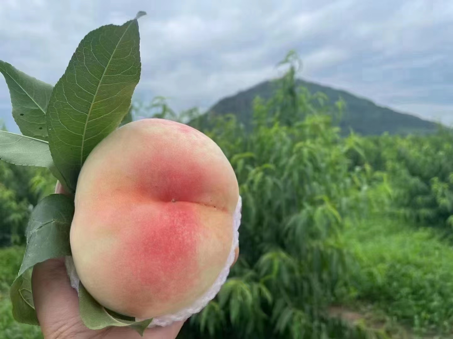 阳山火山地貌与桃园