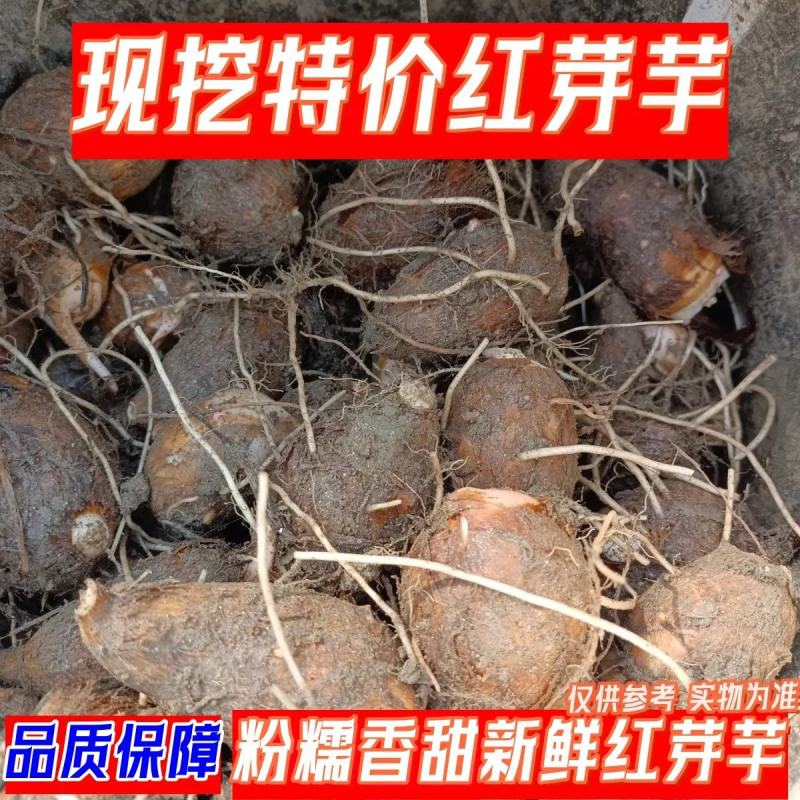 红芽芋头大量上市，基地直供